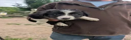 Border Collie dogs for sale: Isds registered pups  in Richmond - Advert 10