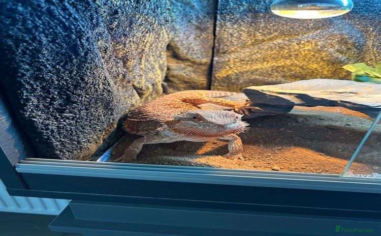 Bearded Dragon reptiles - Advert 1