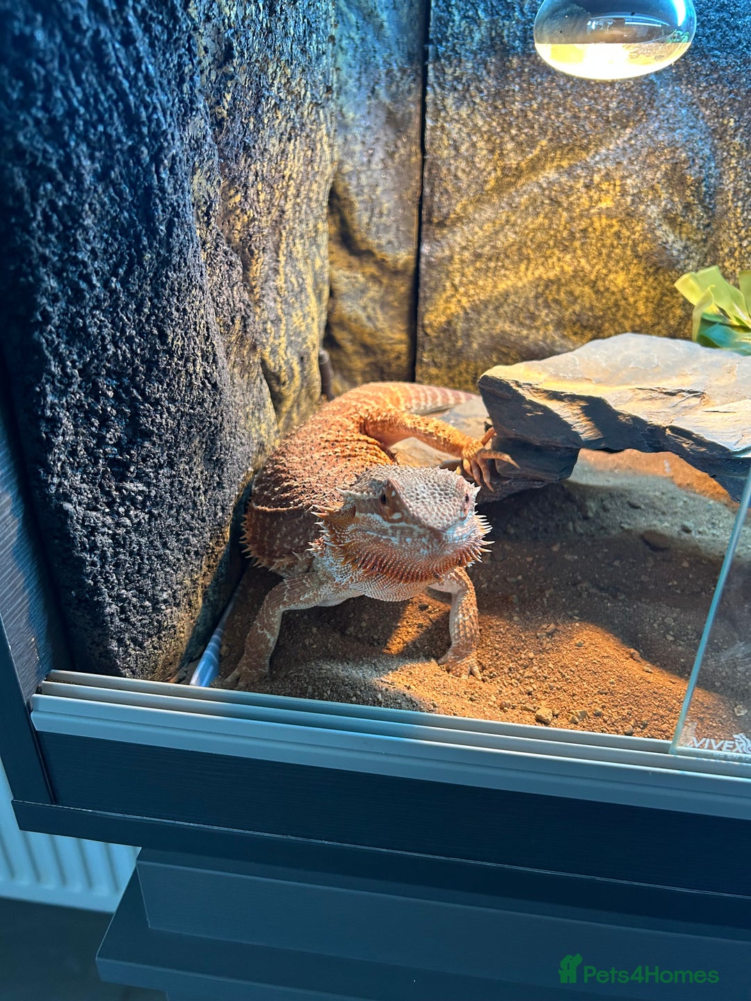 Bearded Dragon reptiles for sale: 1 Year old Bearded Dragon with full set up  - Image 1