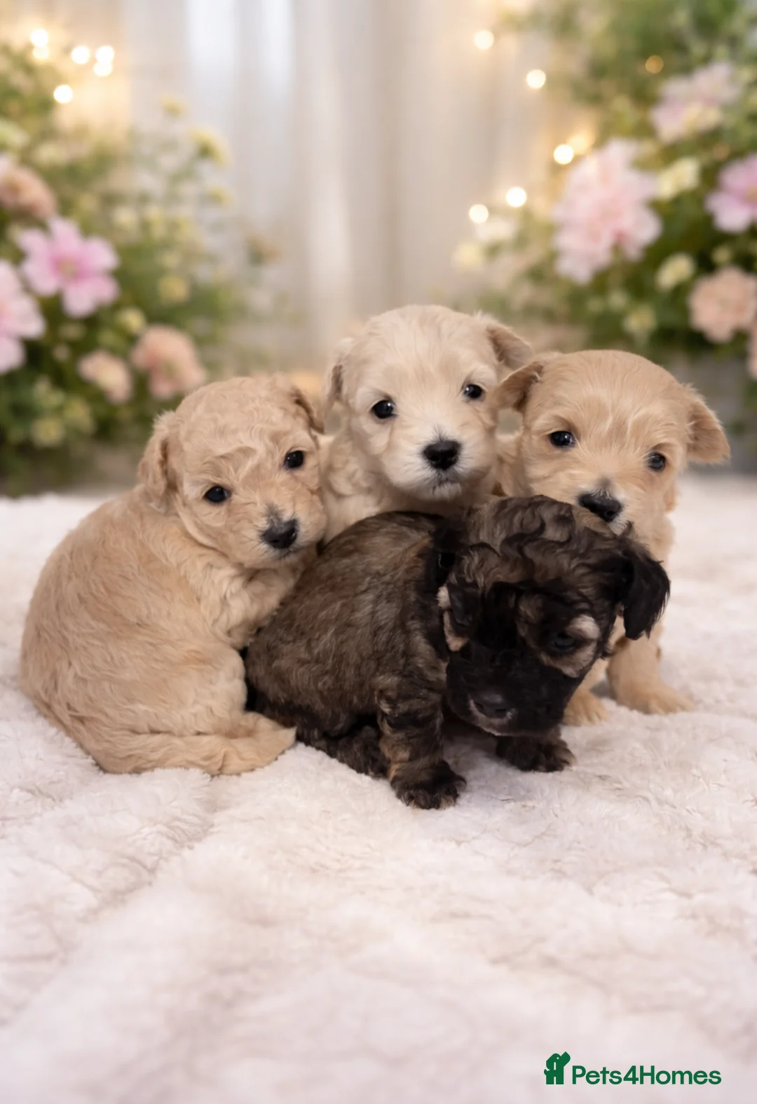 Maltipoo dogs for sale: Maltipoo Puppies for Sale - Advert 1