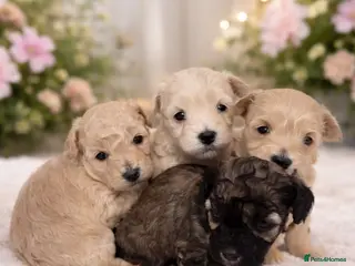 Maltipoo dogs Maltipoo Puppies for Sale - Advert 1