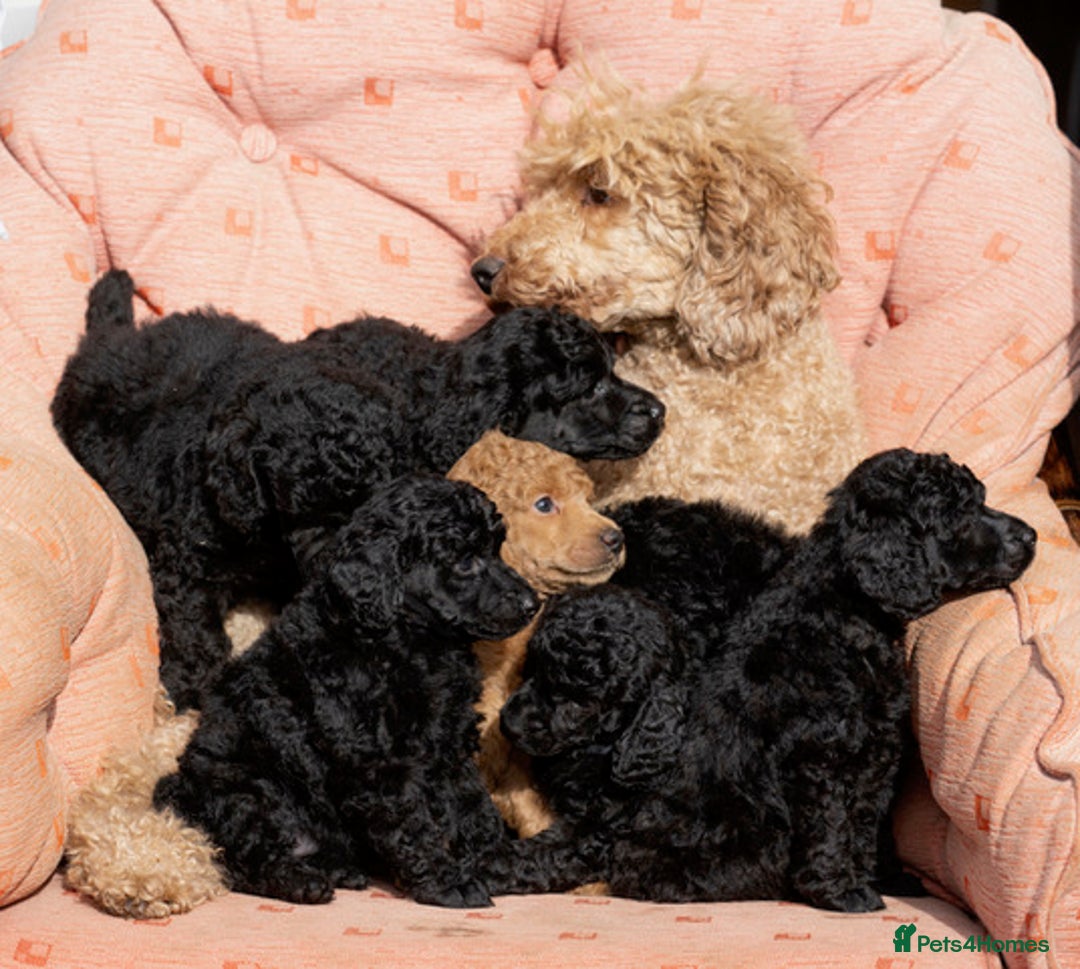 Miniature Poodle dogs for sale: Exquisite, DNA clear, puppies,  Slaves wanted! - Image 15