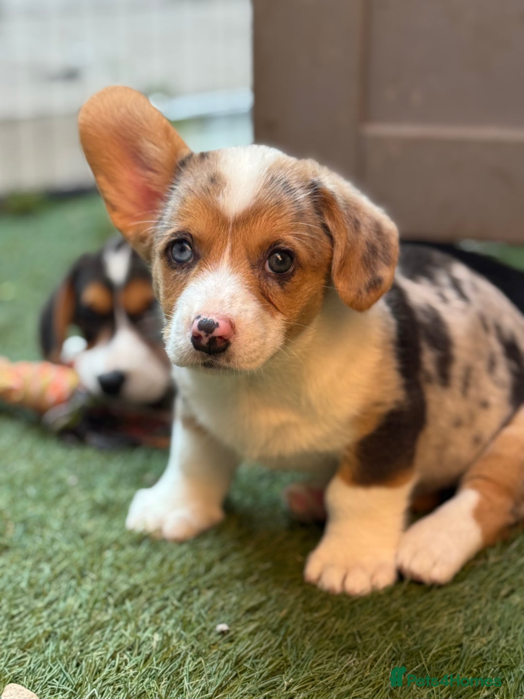 Welsh Corgi Cardigan dogs for sale: Welsh Cardigan Corgis Puppies - Image 12