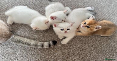 British Shorthair cats in Bedford - Advert 8