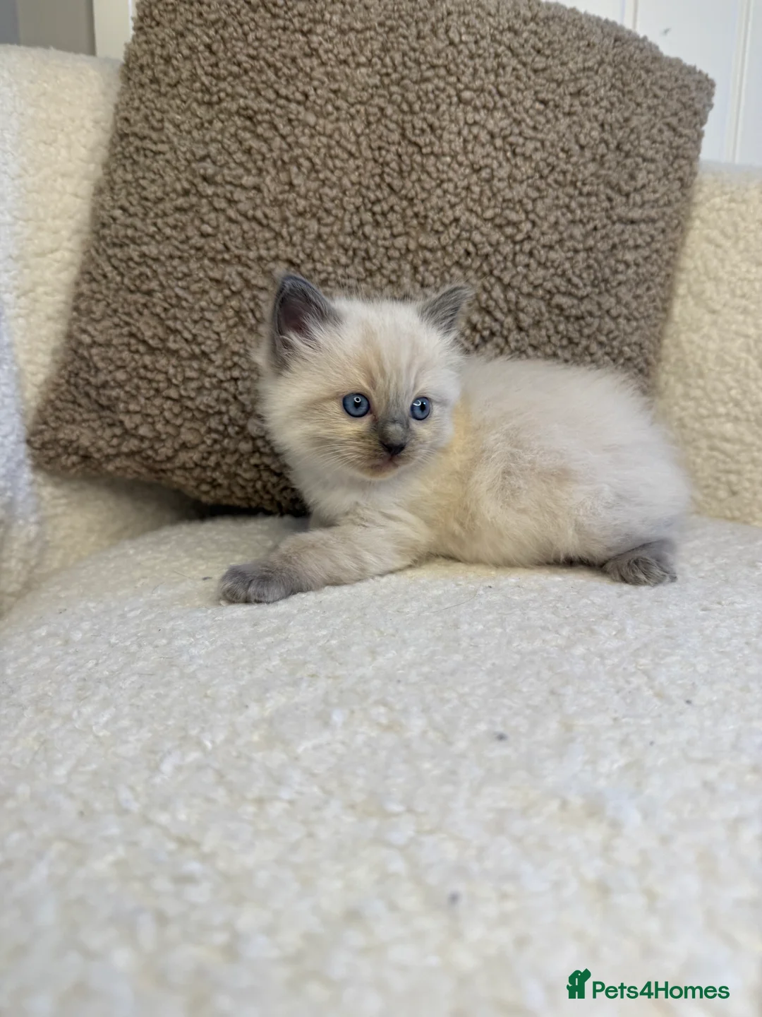 Ragdoll cats for sale: 3 male ragdolls left  ⭐️NOW TAKING VIEWINGS⭐️ - Advert 27