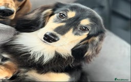 Miniature Dachshund dogs for stud: Black&Cream Miniature LongCoat (CarriesChoc) 3.9kg in Dalry - Image 2