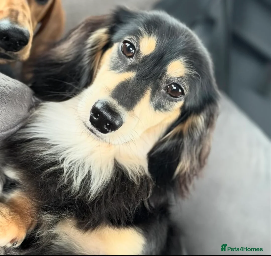 Miniature Dachshund dogs for stud: Black&Cream Miniature LongCoat (CarriesChoc) 3.9kg in Dalry - Advert 2