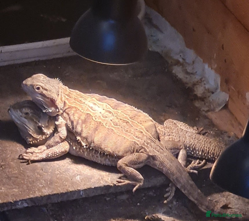 Bearded Dragon reptiles 2 bearded dragons  - Advert 1