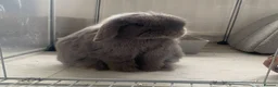Mini Lop rabbits for sale: Female mini lop - Advert 4