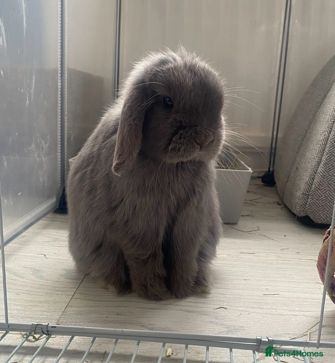 Mini Lop rabbits for sale: Female mini lop - Advert 4