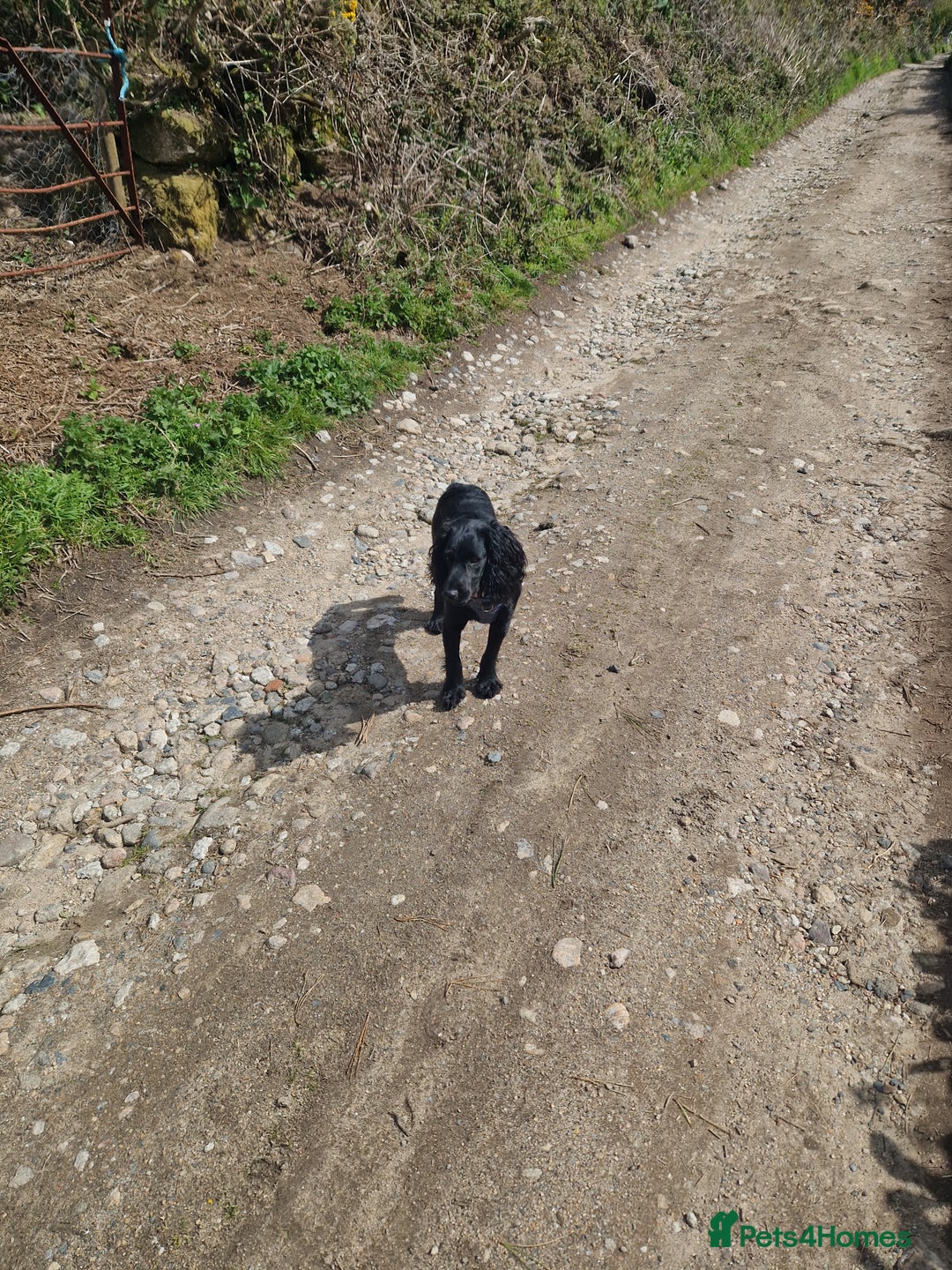 Cocker Spaniel dogs for sale: cocker spaniel  - Image 3