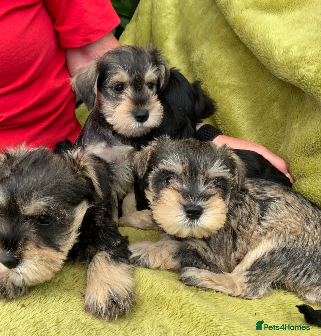 Miniature Schnauzer dogs for sale: Happy healthy miniature Schauzer puppies - Image 32