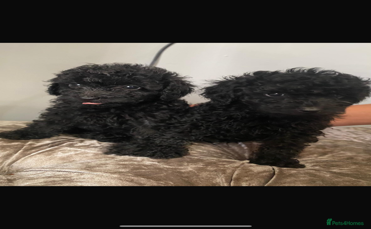 Toy Poodle dogs - Advert 2