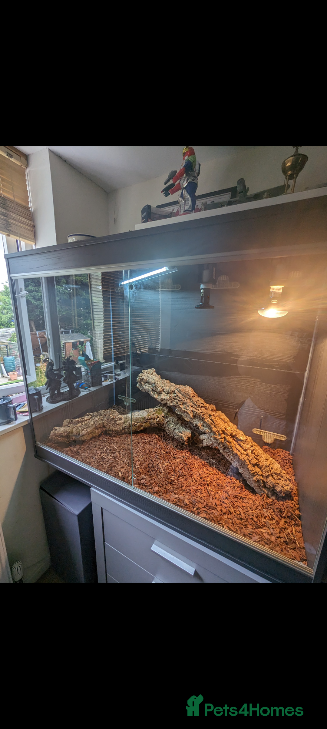 Dragon reptiles for sale: Indonesian Frilled Dragon with vivarium and EVO3 - Advert 5