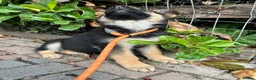 German Shepherd dogs for sale: GERMAN SHEPHERD PUPPIES 4 BOYS & 2 GIRLS - Advert 6