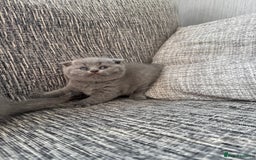 Scottish Fold cats for sale: Beautiful TICA reg Scottish Fold/Straight Kittens  - Image 13
