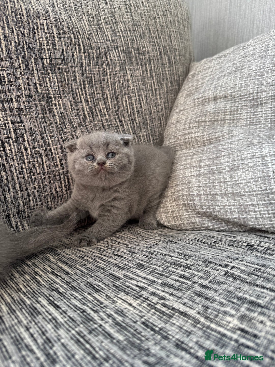 Scottish Fold cats for sale: Beautiful TICA reg Scottish Fold/Straight Kittens  - Image 13