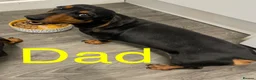 Miniature Dachshund dogs for sale: 4 black & tan miniature dachshund puppies. - Advert 19