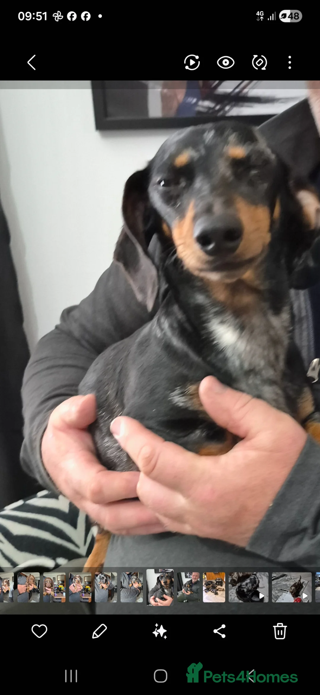 Dachshund dogs for sale: 3 female and 2 male puppies  in Inverurie - Advert 1
