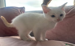 Mixed Breed cats for sale: Gorgeous white kittens READY NOW in Stoke-on-Trent - Image 2