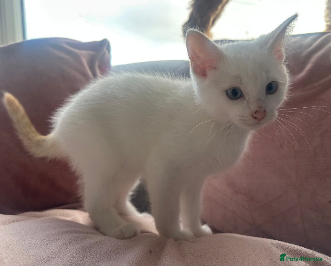 Mixed Breed cats for sale: Gorgeous white kittens READY NOW in Stoke-on-Trent - Image 2