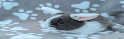 Mini Lop rabbits for sale: Mini Lop Rabbits - Advert 9