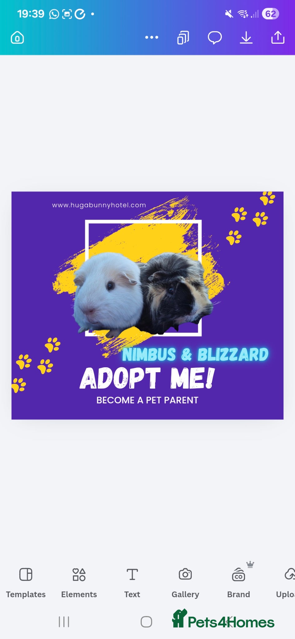 Guinea Pig rodents Bonded boys  - Advert 4