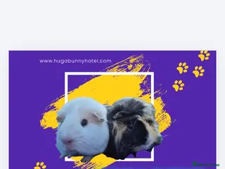 Guinea Pig rodents Bonded boys - Advert 1
