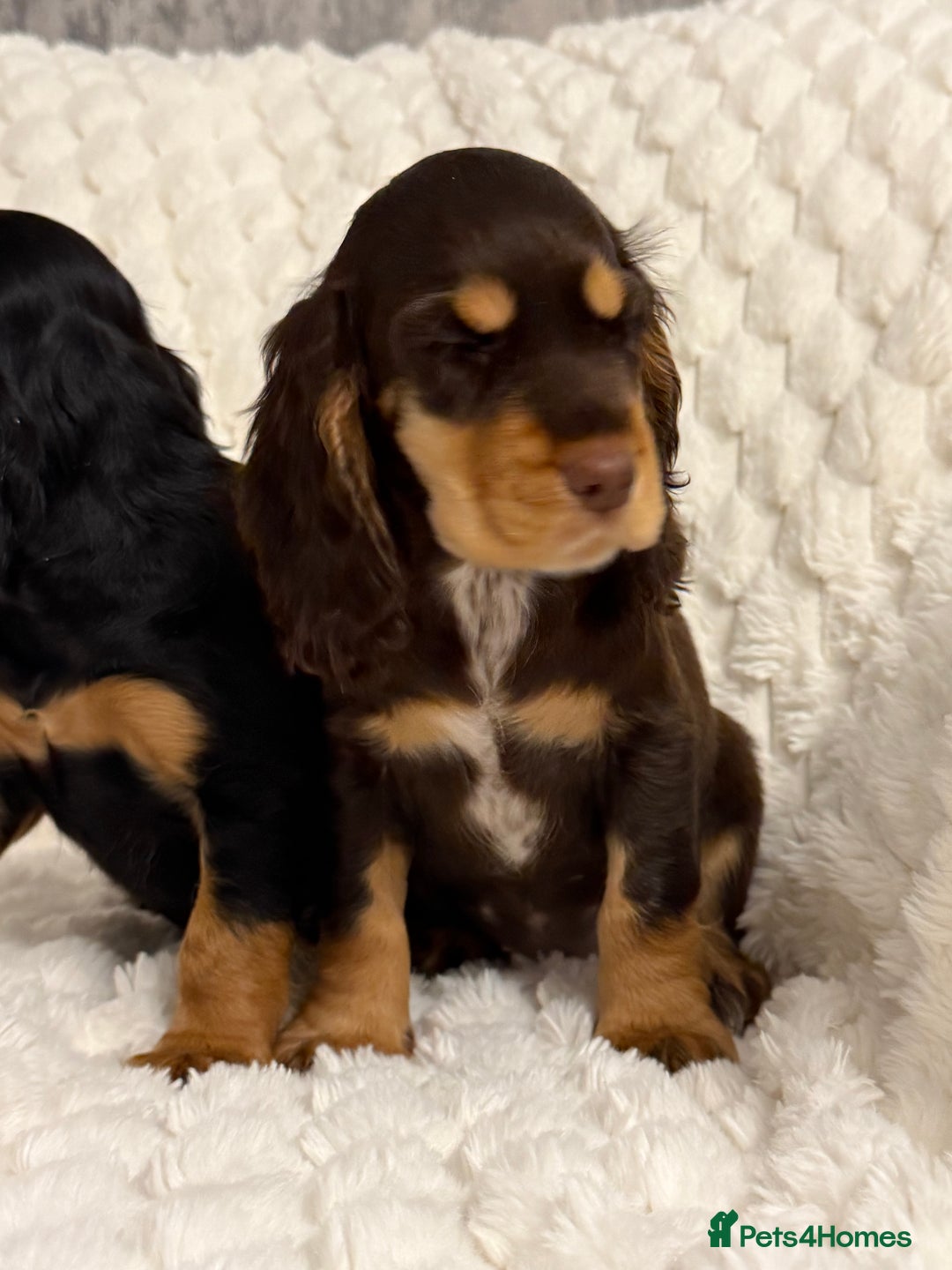 Cocker Spaniel dogs for sale: 🌟Show Cocker spaniel puppies🌟 - Advert 9