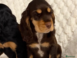 Cocker Spaniel dogs 🌟Show Cocker spaniel puppies🌟 - Advert 2