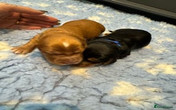 Cocker Spaniel dogs for stud: KC REGISTERED COCKER SPANIEL STUD in Worcester - Image 12