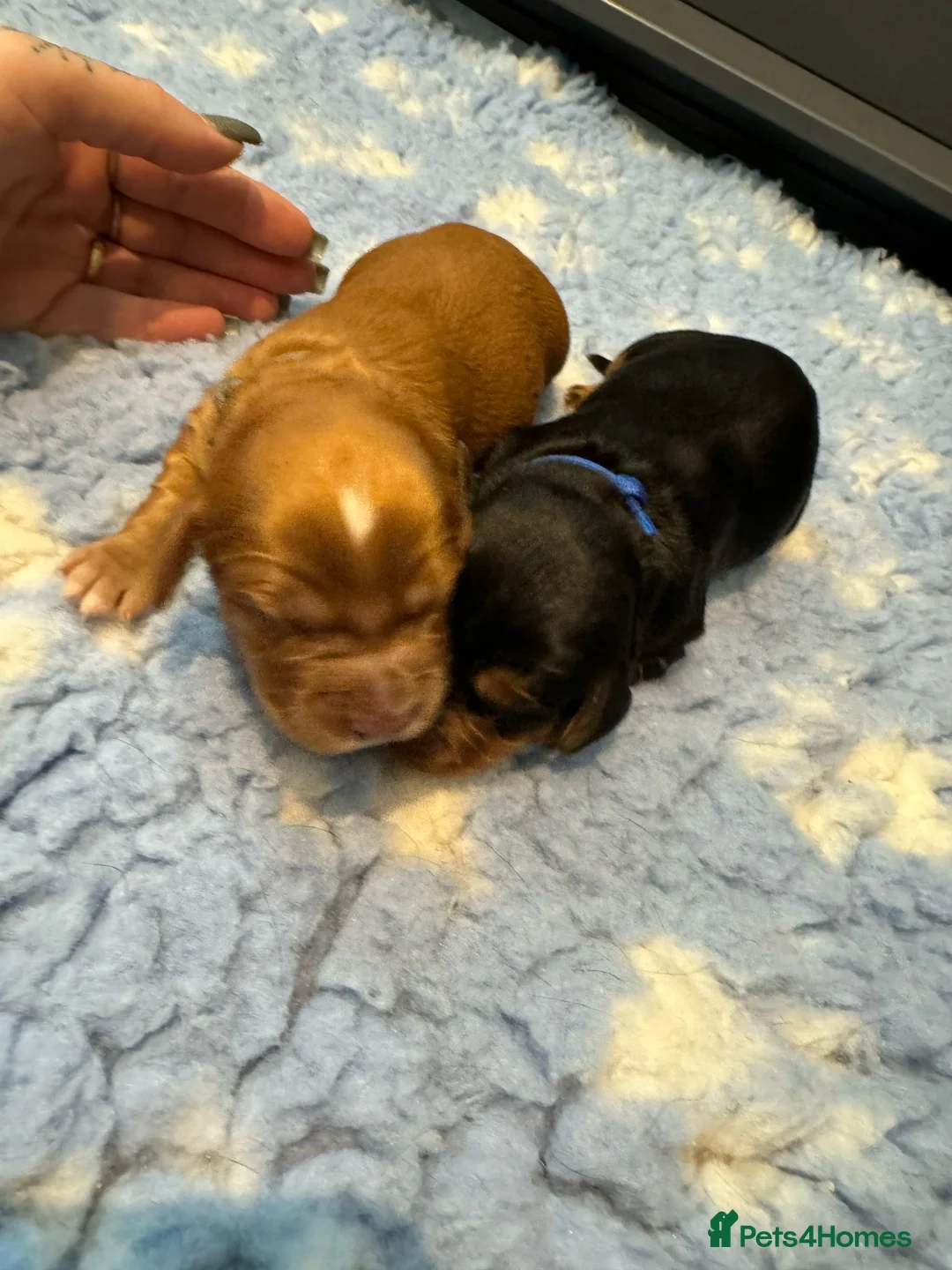 Cocker Spaniel dogs for stud: KC REGISTERED COCKER SPANIEL STUD in Worcester - Advert 12