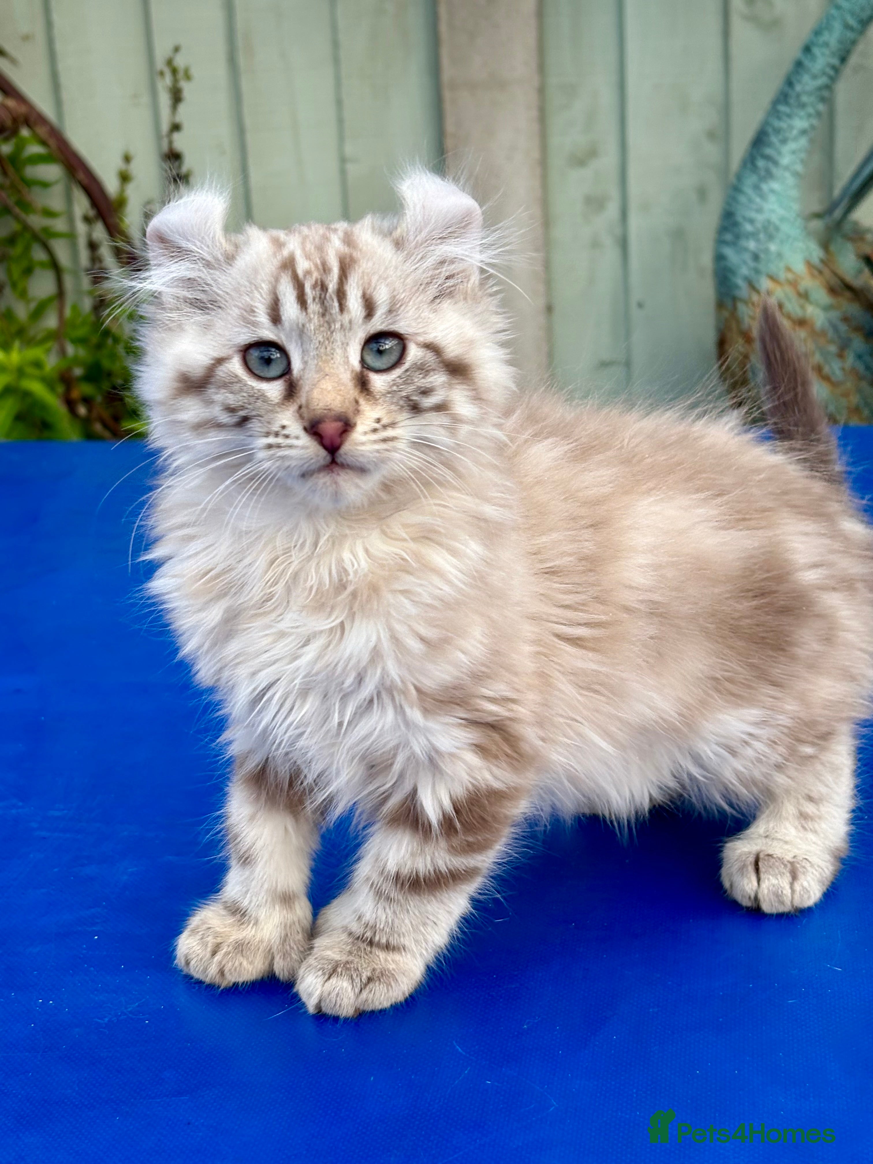 Savannah cats Super rare longhaired boy  - Advert 2