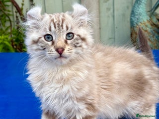 Savannah cats Super rare longhaired boy - Advert 5