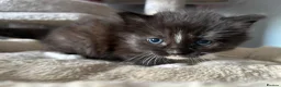 Mixed Breed cats for sale: Long‑Haired Ragdoll Cross Tortoiseshell Kittens - Advert 4