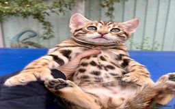 Keetso cats for sale: Rare curled eared rosetted keetso male  - Advert 37