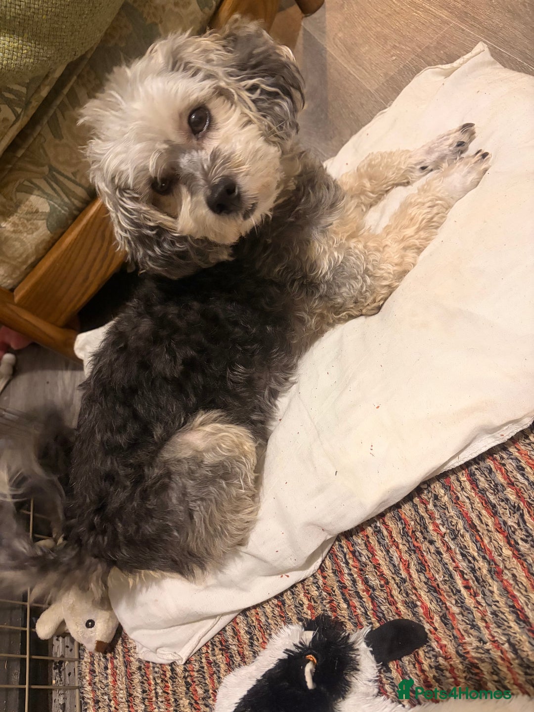 Lhasapoo dogs for sale: Three lhasapoo pups 2 girls & 1 boy  - Advert 3