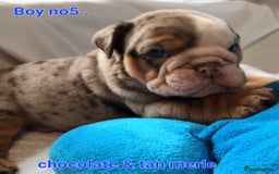 English Bulldog dogs for sale: Dwkc englìsh bulldog puppies  - Image 12