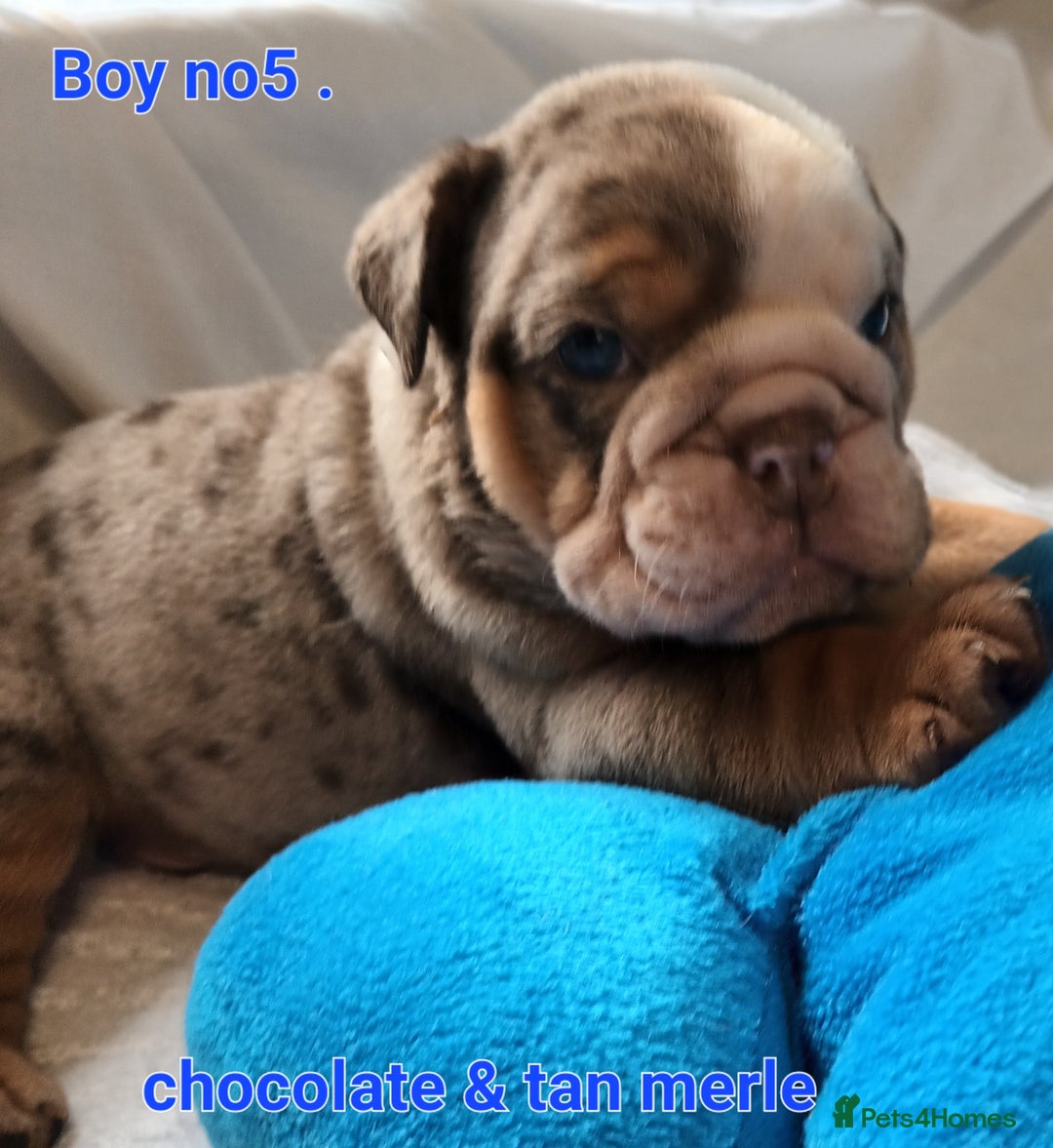 English Bulldog dogs for sale: Dwkc englìsh bulldog puppies  - Image 12