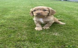 Cocker Spaniel dogs for sale: Cocker spaniel puppies - Image 3
