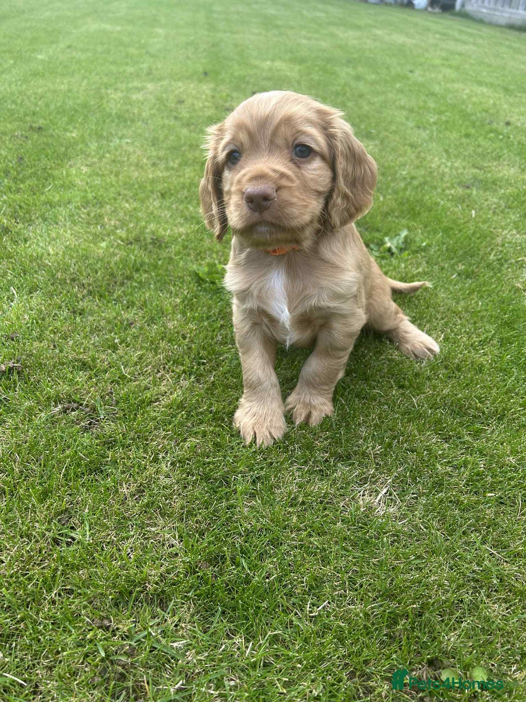 Cocker Spaniel dogs for sale: Cocker spaniel puppies - Image 3