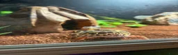 Leopard Gecko reptiles for sale: Leopard Gecko (read description) - Advert 4