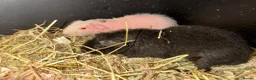 Guinea Pig rodents for sale: Skinny pigs, boys and girls. Dalmatian girl  - Advert 5