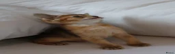 Abyssinian cats for sale: Abyssinian X (Abyssinian X) - Advert 3