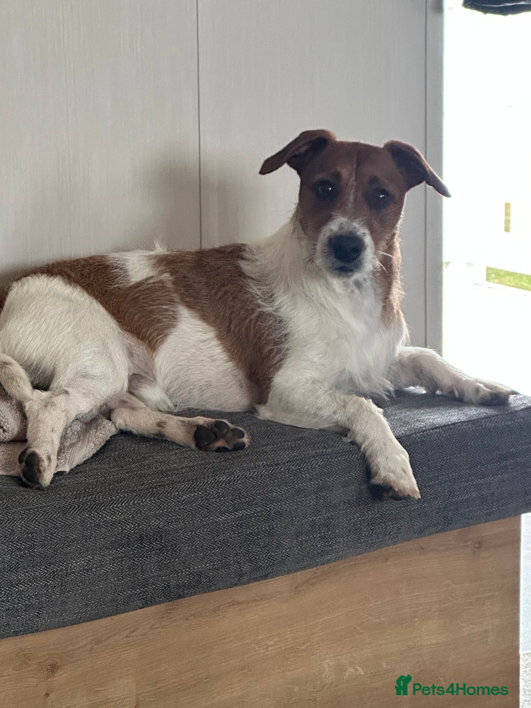 Jack Russell dogs for sale: Jack Russell  - Image 11