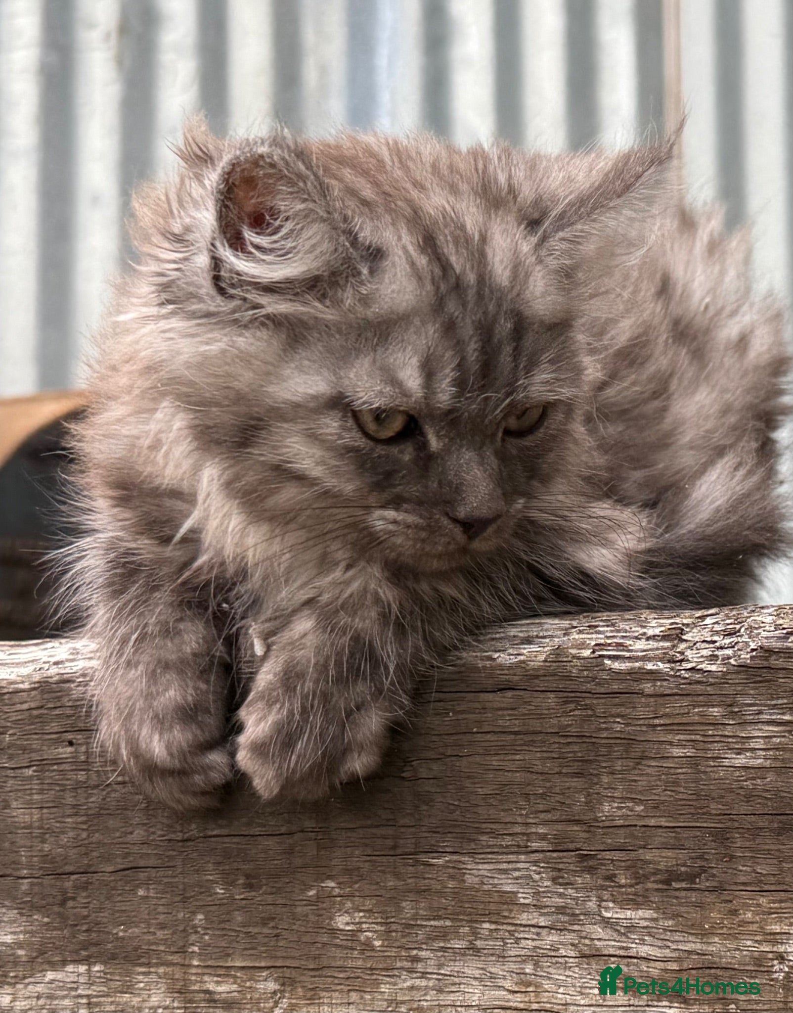 Maine Coon cats Stunning Maine coon x kitten  - Advert 2