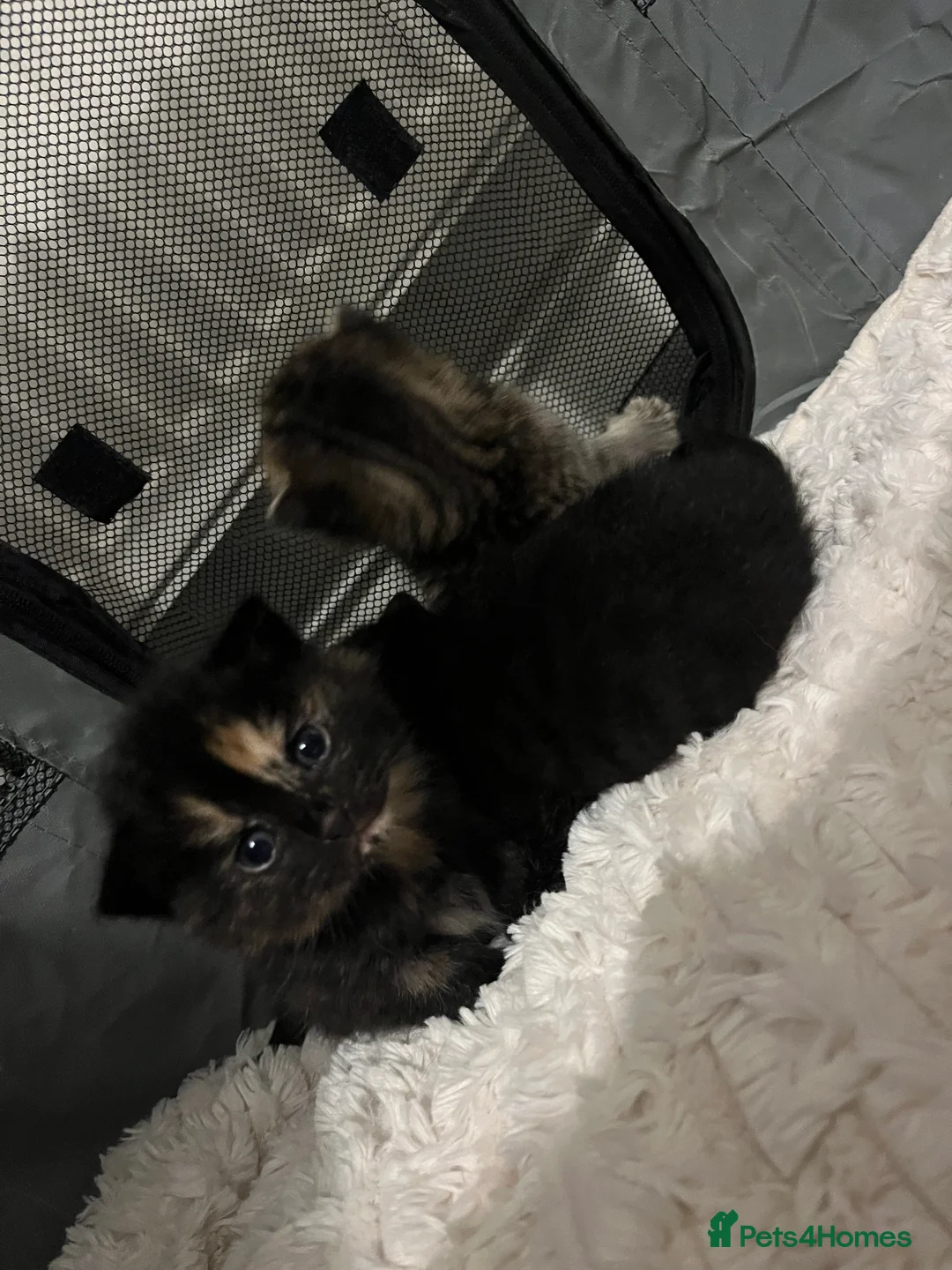 Mixed Breed cats for sale:  2 mixed breed kittens  - Advert 2