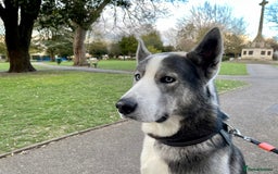 Siberian Husky dogs for sale: Demon - Image 12
