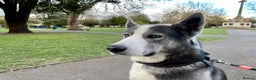 Siberian Husky dogs for sale: Demon - Advert 12