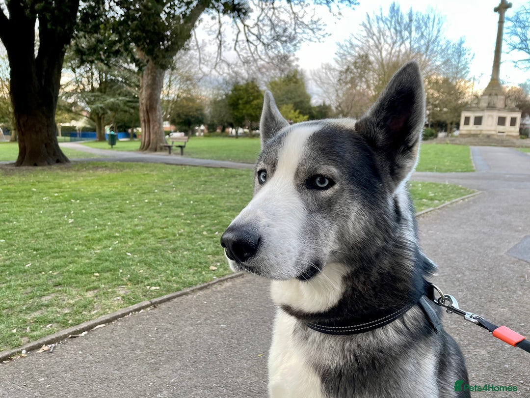 Siberian Husky dogs for sale: Demon - Image 12